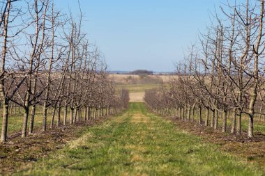 Plum garden in early spring before flowering. Rows of plum trees in a modern orchard. Agriculture. Rows of plum trees grow.