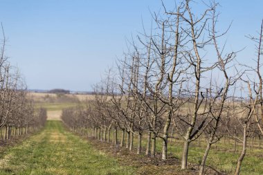 Plum garden in early spring before flowering. Rows of plum trees in a modern orchard. Agriculture. Rows of plum trees grow.