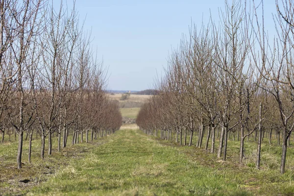 Plum garden in early spring before flowering. Rows of plum trees in a modern orchard. Agriculture. Rows of plum trees grow.