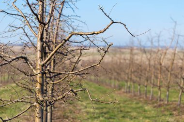 Apple orchard in early spring before flowering. Rows of apple trees in a modern orchard. Agriculture. Rows of apple trees grow.