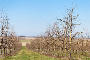 Apple orchard in early spring before flowering. Rows of apple trees in a modern orchard. Agriculture. Rows of apple trees grow.