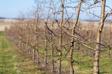 Apple orchard in early spring before flowering. Rows of apple trees in a modern orchard. Agriculture. Rows of apple trees grow.