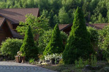 Eşsiz bir modern kozalaklı bahçe ve çiçek açan rhododendronlar peyzaj için bir örnektir. Modern bir bahçede Picea glauca Conica. Modern manzara tasarımı.