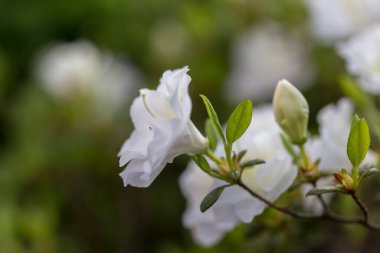 Beyaz rhododendron, çevre düzenlemesindeki modern bir bahçede. Beyaz rhododendron çiçekli makro. Güzel beyaz rhododendron çiçekli makro. Beyaz yaprakların arka planı. Çiçek duvar kağıdı.