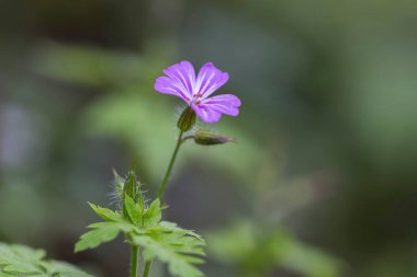 Herb Robert, Red Robin, Death Come quick or Storksbill (Geranium robertianum), spring 'te açan çiçek