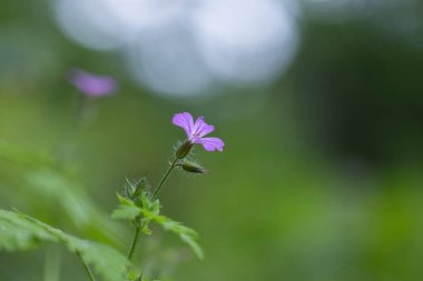 Herb Robert, Red Robin, Death Come quick or Storksbill (Geranium robertianum), spring 'te açan çiçek