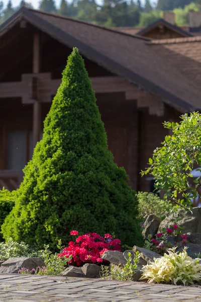 一个由针叶树和盛开的杜鹃组成的独特的现代花园就是一个美化的例子 在一个现代花园里的皮卡 格劳卡 科妮卡 现代景观设计 — 图库照片
