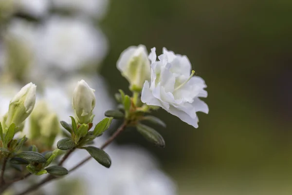 造園の近代的な庭で白いシャクナゲ 白シャクナゲの花マクロ 美しい白いシャクナゲの花マクロ 白い花弁の背景 花壁紙 — ストック写真