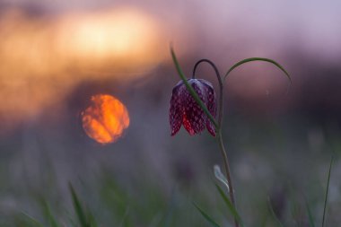 Snake 's Head Fritillary (Fritillaria meleagris) ve sabah çiği. Fritillaria meleagris ya da yılanın başı fritillary ya da satranç çiçeği nesli tükenmekte olan bir türdür. Vahşi eşsiz bitkiler kavramı.