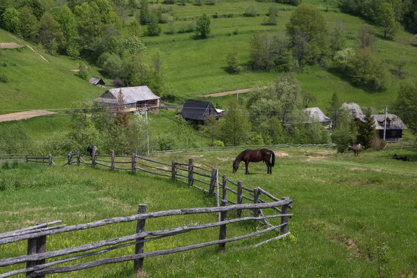 カルパチア山脈の牧草地に黒い馬 カルパティアの伝統的な農業 牧草地の馬と伝統的な農業におけるその重要性 素晴らしい風景の中で — ストック写真