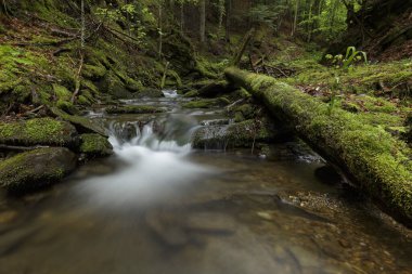 Büyülü ve vahşi bir doğanın ortasında bir şelale. Etrafı yosun ve ormanla kaplı kayalar. Uzun pozlama, hızlı akış, kristal su. Doğanın ve dağların büyülü güzelliği.