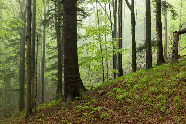 Een Beukensparrenbos Mist Een Magisch Boslandschap Karpaten Beukenbossen Een Regenachtige — Stockfoto