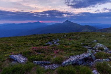 Gün batımının akşam karanlığında Rhododendron mersin çiçeklerinden oluşan çiçek açan bir halı. Carpathian dağları, Chornohora sırtı, Hoverla Dağı (2061 metre), Ukrayna. Fotoğraf duvar kâğıdı. 