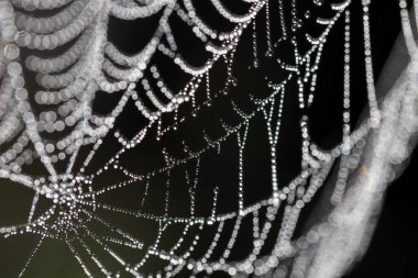Ağ ipliklerine çiy damlaları düşer - doğal soyutlama, arka plan, dokular. Çiy damlalı örümcek ağı. Soyut arkaplan. Kısmi bulanık görüş çizgileri Örümcek ağı gerdanlığı