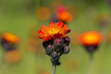 Pilosella aurantiaca (tilki-ve-yavruları, turuncu şahin biti, şeytanın boya fırçası, sert-the-collier) bir dağ manzarasına karşı. Doğal yaşam alanında çiçek açan Pilosella aurantiaca Karpatlar 