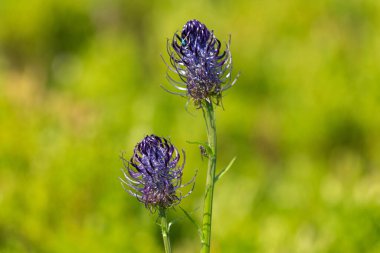 Phyteuma vagneri, Campanulaceae familyasına ait uzun ömürlü bir bitki türü..