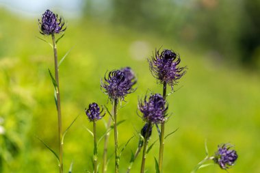 Phyteuma vagneri, Campanulaceae familyasına ait uzun ömürlü bir bitki türü..