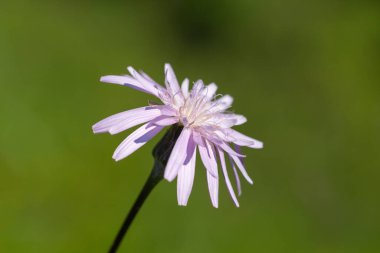 Scorzonera Rosea, dağdaki güzel kır çiçekleri. Arka planda bulanık sarı çiçekleri olan Viper 's grass (Scorzonera Rose) çiçeği.