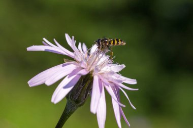 Scorzonera Rosea, dağdaki güzel kır çiçekleri. Arka planda bulanık sarı çiçekleri olan Viper 's grass (Scorzonera Rose) çiçeği.