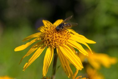 Alp çayırlarındaki Arnica Montana (leopar otu) çiçeği ve doğal tozlaştırıcıları Syrphidae sinekleri ve kelebekleri. Karpatların eşsiz yüksek irtifa bitki örtüsü, fauna ve ekosistemi..