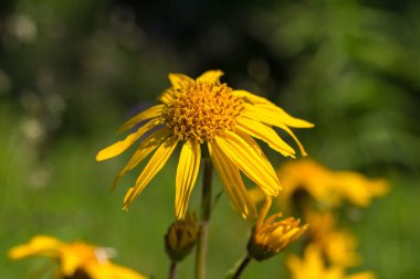 Alp çayırlarında Arnica Montana çiçeği. Karpat Dağları 'ndaki bir çayırda leopar felaketi (Arnica montana).