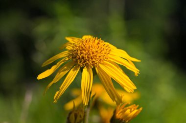 Alp çayırlarında Arnica Montana çiçeği. Karpat Dağları 'ndaki bir çayırda leopar felaketi (Arnica montana).