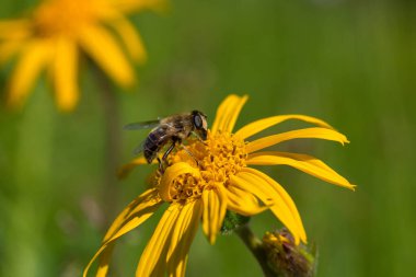 Alp çayırlarındaki Arnica Montana (leopar otu) çiçeği ve doğal tozlaştırıcıları Syrphidae sinekleri ve kelebekleri. Karpatların eşsiz yüksek irtifa bitki örtüsü, fauna ve ekosistemi..