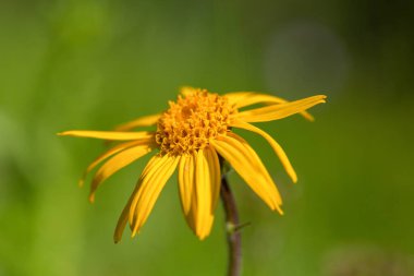 Alp çayırlarında Arnica Montana çiçeği. Karpat Dağları 'ndaki bir çayırda leopar felaketi (Arnica montana).