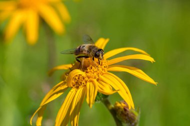 Alp çayırlarındaki Arnica Montana (leopar otu) çiçeği ve doğal tozlaştırıcıları Syrphidae sinekleri ve kelebekleri. Karpatların eşsiz yüksek irtifa bitki örtüsü, fauna ve ekosistemi..