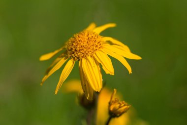 Alp çayırlarında Arnica Montana çiçeği. Karpat Dağları 'ndaki bir çayırda leopar felaketi (Arnica montana).