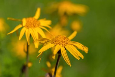Alp çayırlarında Arnica Montana çiçeği. Karpat Dağları 'ndaki bir çayırda leopar felaketi (Arnica montana).
