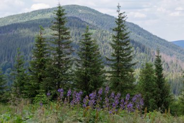 Cicerbita alpina, Asteraceae familyasından uzun ömürlü bir bitki türü. Cicerbita Alpina, Karpatların doğal fosfozlarında..