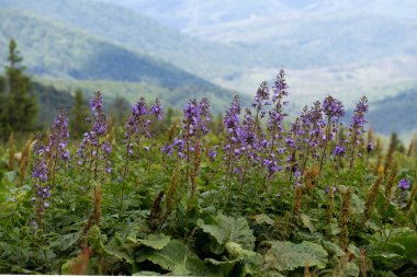 Cicerbita alpina, Asteraceae familyasından uzun ömürlü bir bitki türü. Cicerbita Alpina, Karpatların doğal fosfozlarında..