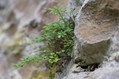 Wall-rue (Asplenium ruta-muraria L.) doğal biyopside kaya çatlağında.