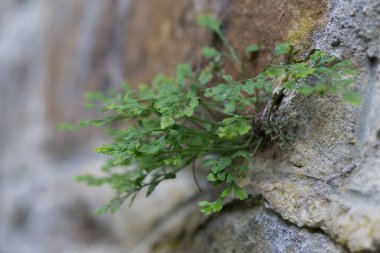 Wall-rue (Asplenium ruta-muraria L.) doğal biyopside kaya çatlağında.
