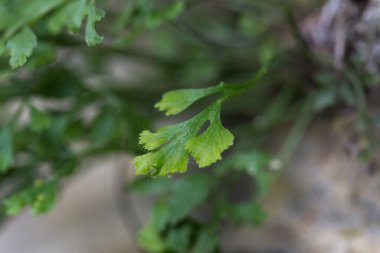 Wall-rue (Asplenium ruta-muraria L.) doğal biyopside kaya çatlağında.