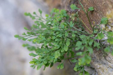 Wall-rue (Asplenium ruta-muraria L.) doğal biyopside kaya çatlağında.