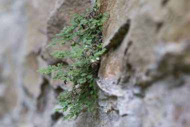 Wall-rue (Asplenium ruta-muraria L.) doğal biyopside kaya çatlağında.