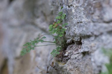 Wall-rue (Asplenium ruta-muraria L.) doğal biyopside kaya çatlağında.