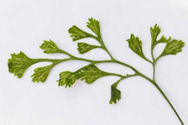 Wall-rue (Asplenium ruta-muraria L.) doğal biyopside kaya çatlağında.