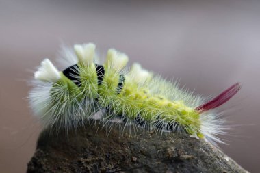 Calliteara pudibunda, soluk tussock, Erebidae familyasından bir güve türü. Tırtıl Calliteara pudibunda - doğal ortamda mükemmel makro detaylar.