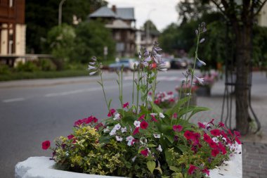 7 Temmuz 2023: Truskavets şehri - Ukrayna 'daki balneoloji merkezi. Truskavets sokaklarında çiçek açan yataklar.