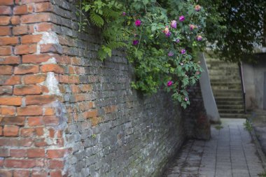 DROHOBYCH, UKRAINE - 15 HAZİRAN 2023: Rynok Meydanı üzerinde gül çalıları bulunan eski şehir duvarları