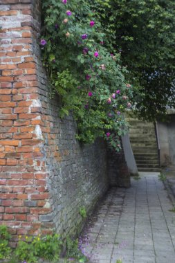 DROHOBYCH, UKRAINE - 15 HAZİRAN 2023: Rynok Meydanı üzerinde gül çalıları bulunan eski şehir duvarları