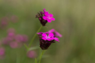 Dianthus carthusianorum, Kartacalıgiller (Caryophyllacea) familyasından Avrupa 'da yaşayan bir çiçektir..