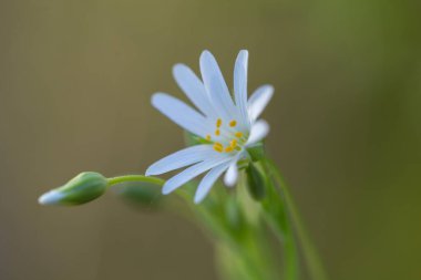 Rabelera Sanal Çayı 'nın narin bahar çiçekleri. Büyülü ışıkta Stellaria holostea). Daha büyük dikişotu çiçeği makrosu. Ormanda bahar çiçeği halısı.