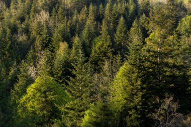 İlkbaharın başında, güneş ışığında kozalaklı bir orman. Vahşi yaşam ve dünyanın güzelliği kavramı. Doku, arkaplan köknar ormanı duvar kağıdı yeşil orman üst görünümü.
