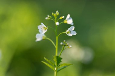 Pulsatilla alpina, Ranunculaceae familyasından bir alp türü. Karpatya dağlarında Pulsatilla Alpina çiçekleri. Nadir bulunan bitki..