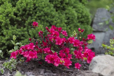 Bahar bahçesinde açan kırmızı rhododendron çiçekleri. Bahçedeki kırmızı rhododendron çiçekleri, makro. Kırmızı Azalea çiçekleri bulanık makro