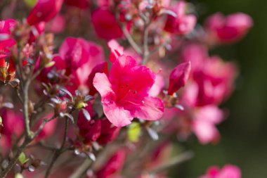 Bahar bahçesinde açan kırmızı rhododendron çiçekleri. Bahçedeki kırmızı rhododendron çiçekleri, makro. Kırmızı Azalea çiçekleri bulanık makro